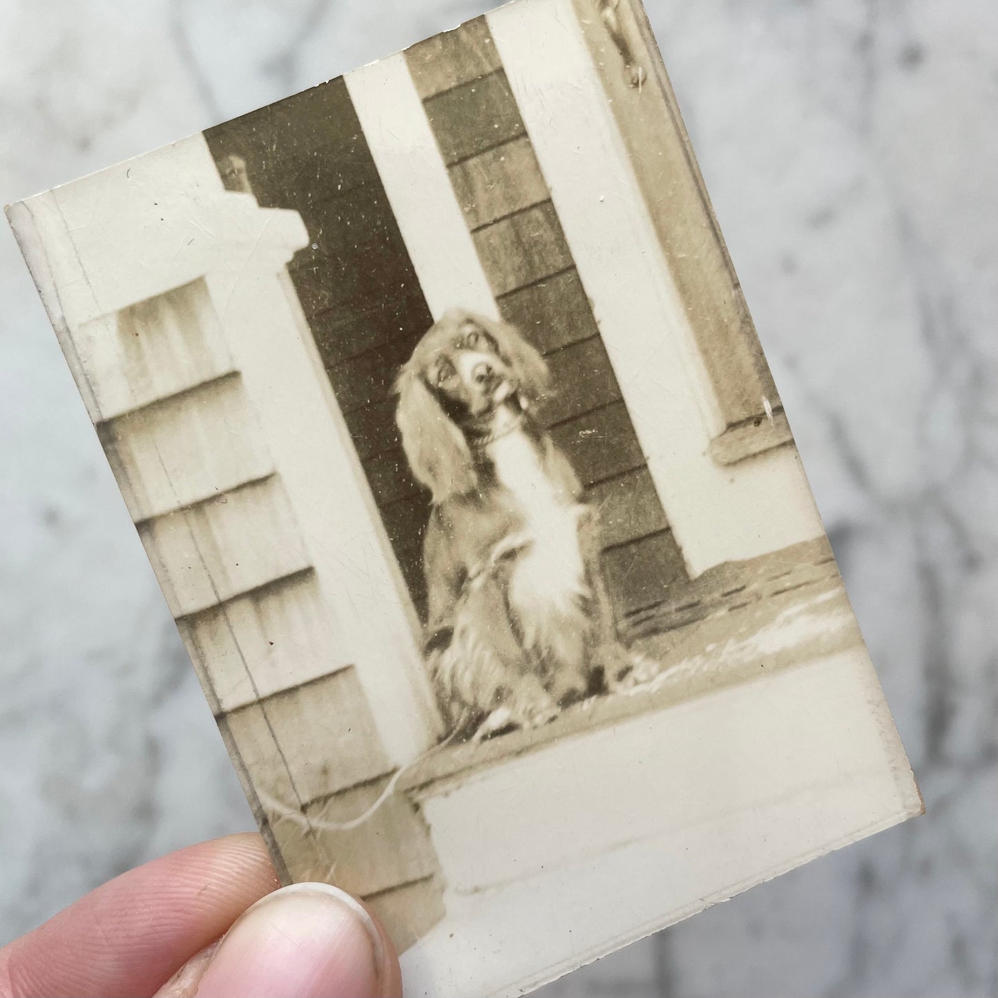 Antique Dog Snapshot