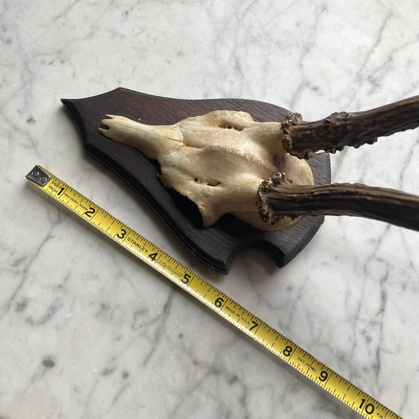 Antique Black Forest Roe Deer Antler Trophy