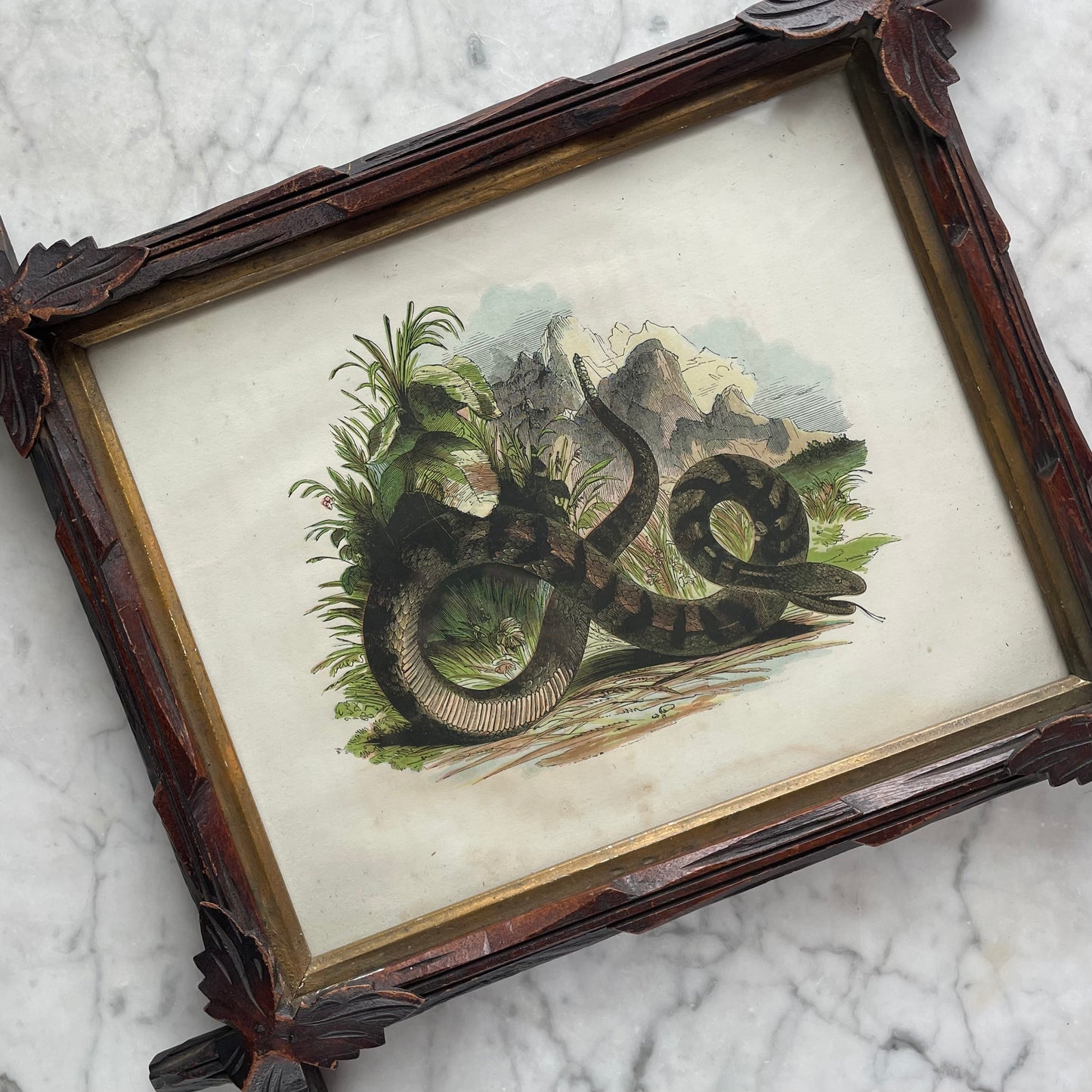 Victorian Snake Print