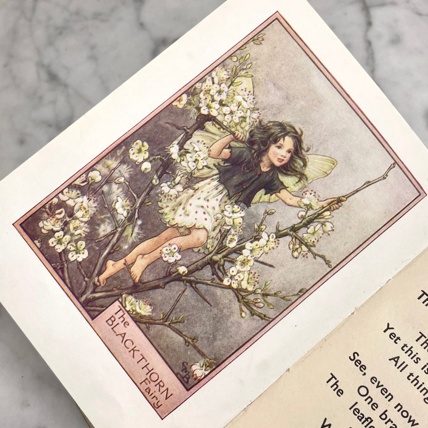 Fairies of the Trees | Cicely Mary Barker