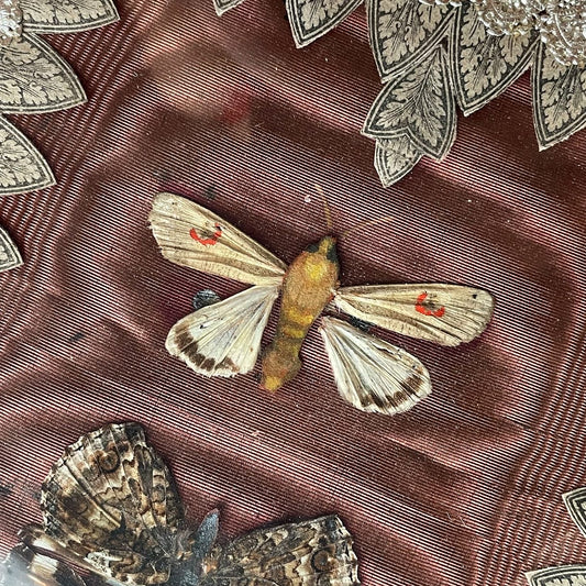 Antique Black Lacquer Folder with Butterfly Specimens on Silk