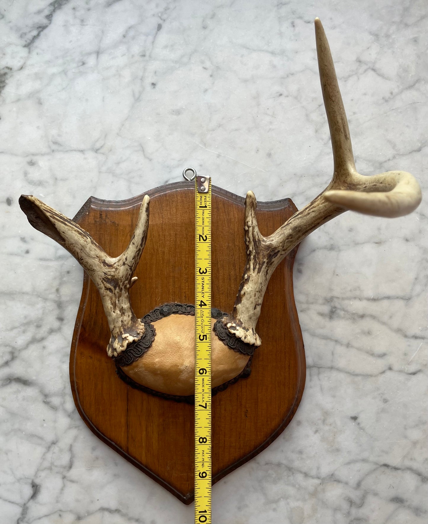 Asymmetrical Deer Antler Rack | Vintage Hunting Trophy