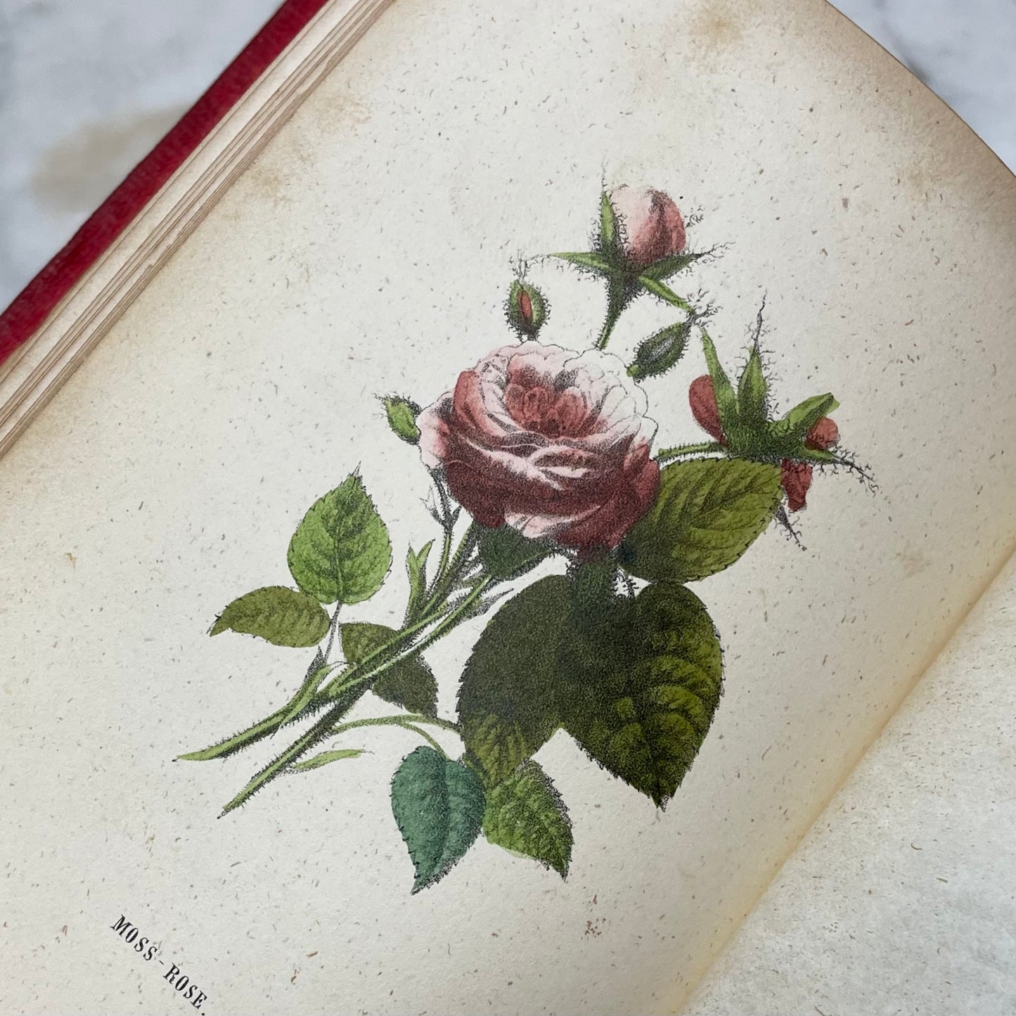 Floral Forget Me Not| The Language of Flowers | 1854