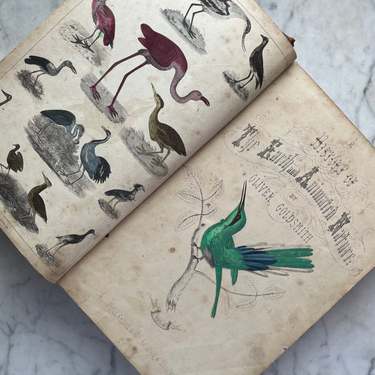 Goldsmith’s Animated Nature | Vol. II