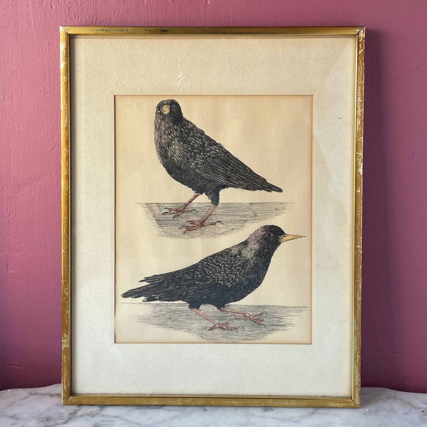 Two Views of a Starling | Vintage Pen & Ink Drawing | H.M.G. Shapero