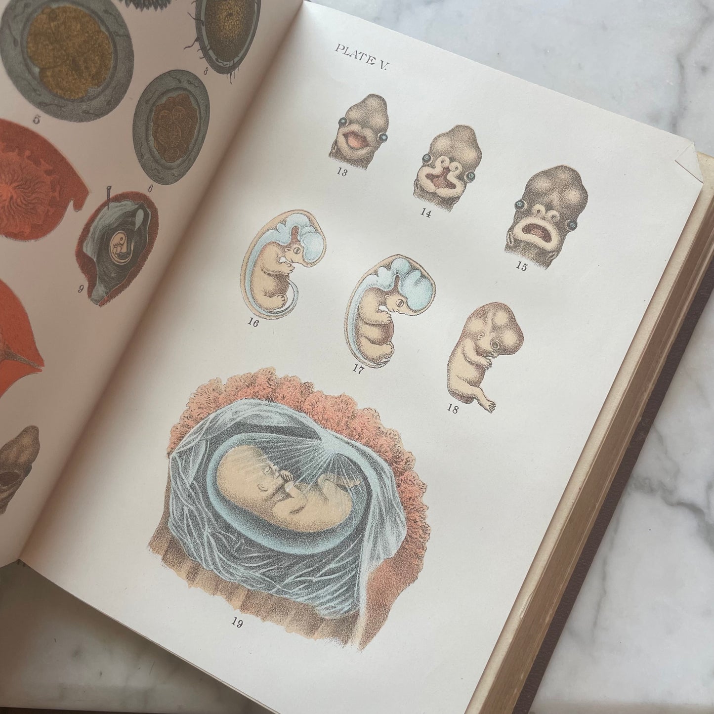 Victorian Medical Book | Plain Home Talks | 1858