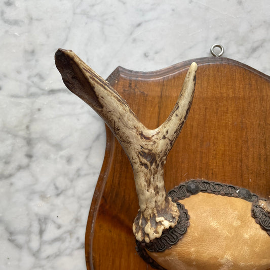 Asymmetrical Deer Antler Rack | Vintage Hunting Trophy