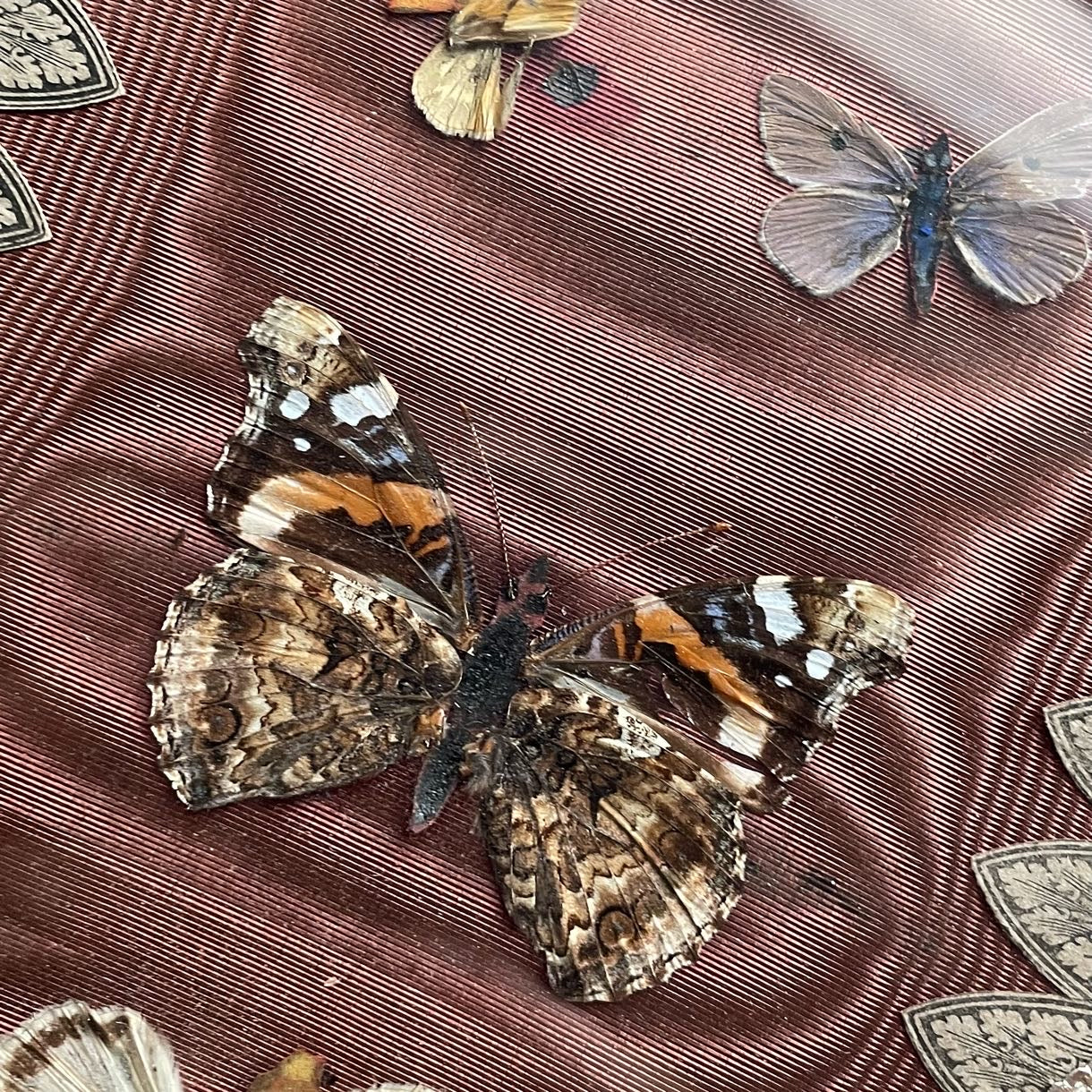 Antique Black Lacquer Folder with Butterfly Specimens on Silk