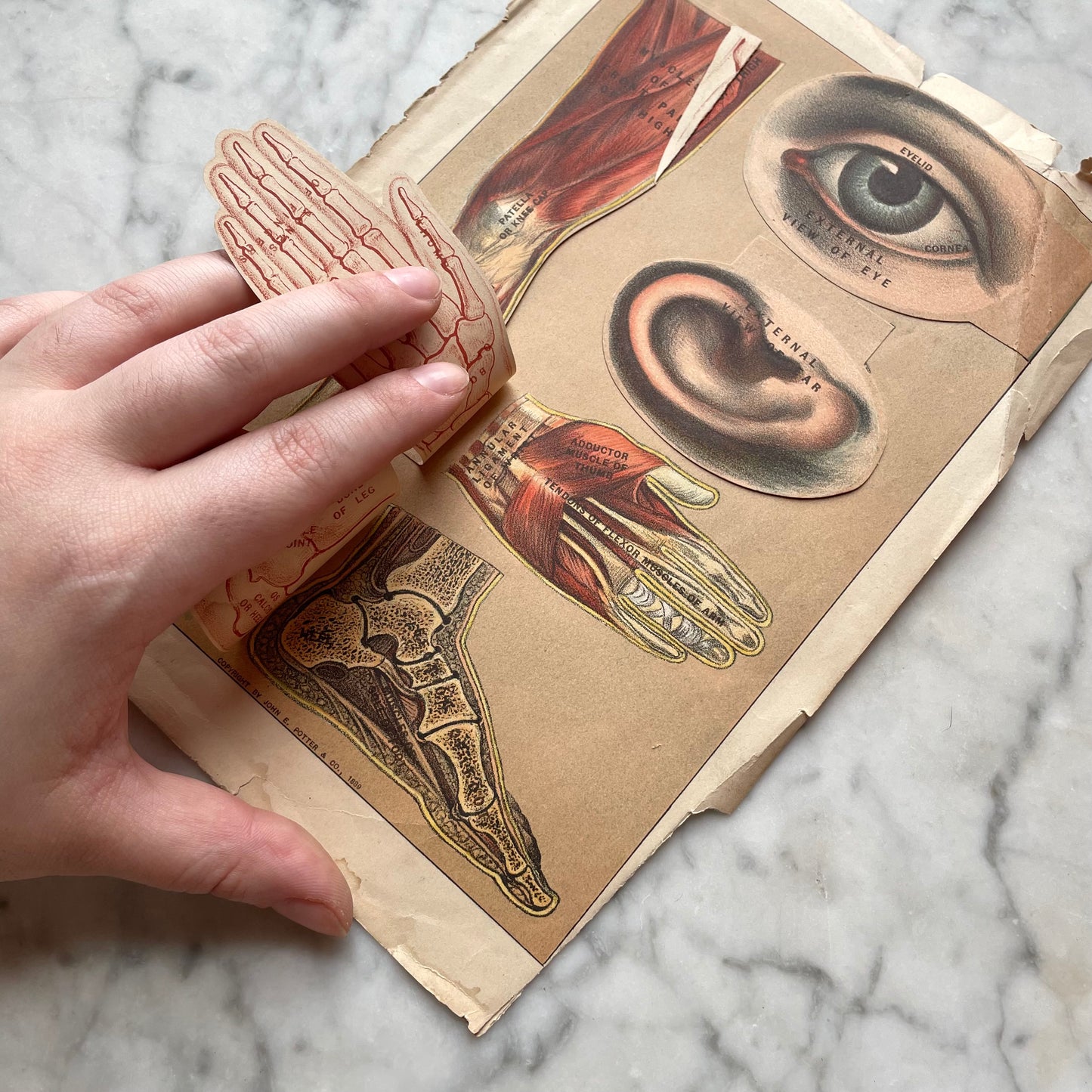 Victorian Medical Diagrams