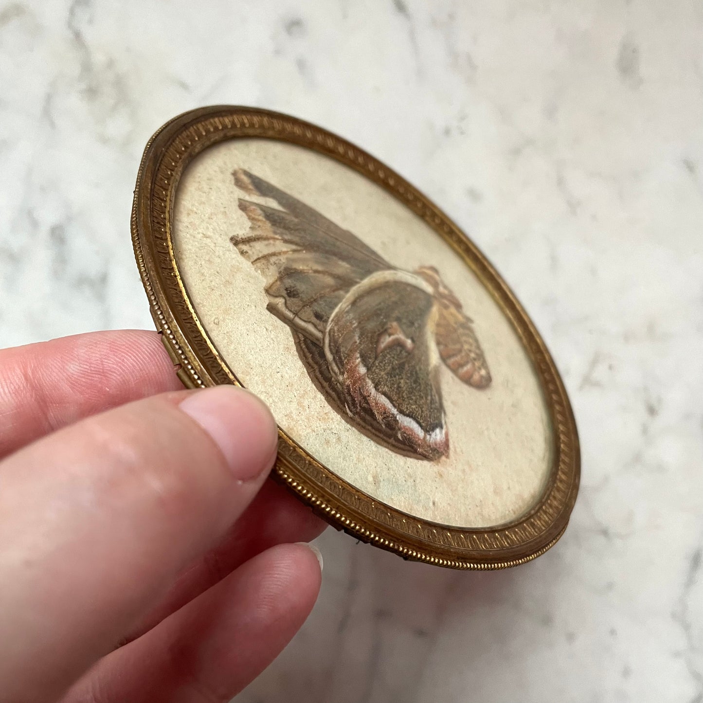 Antique Moth Specimen in Round Frame