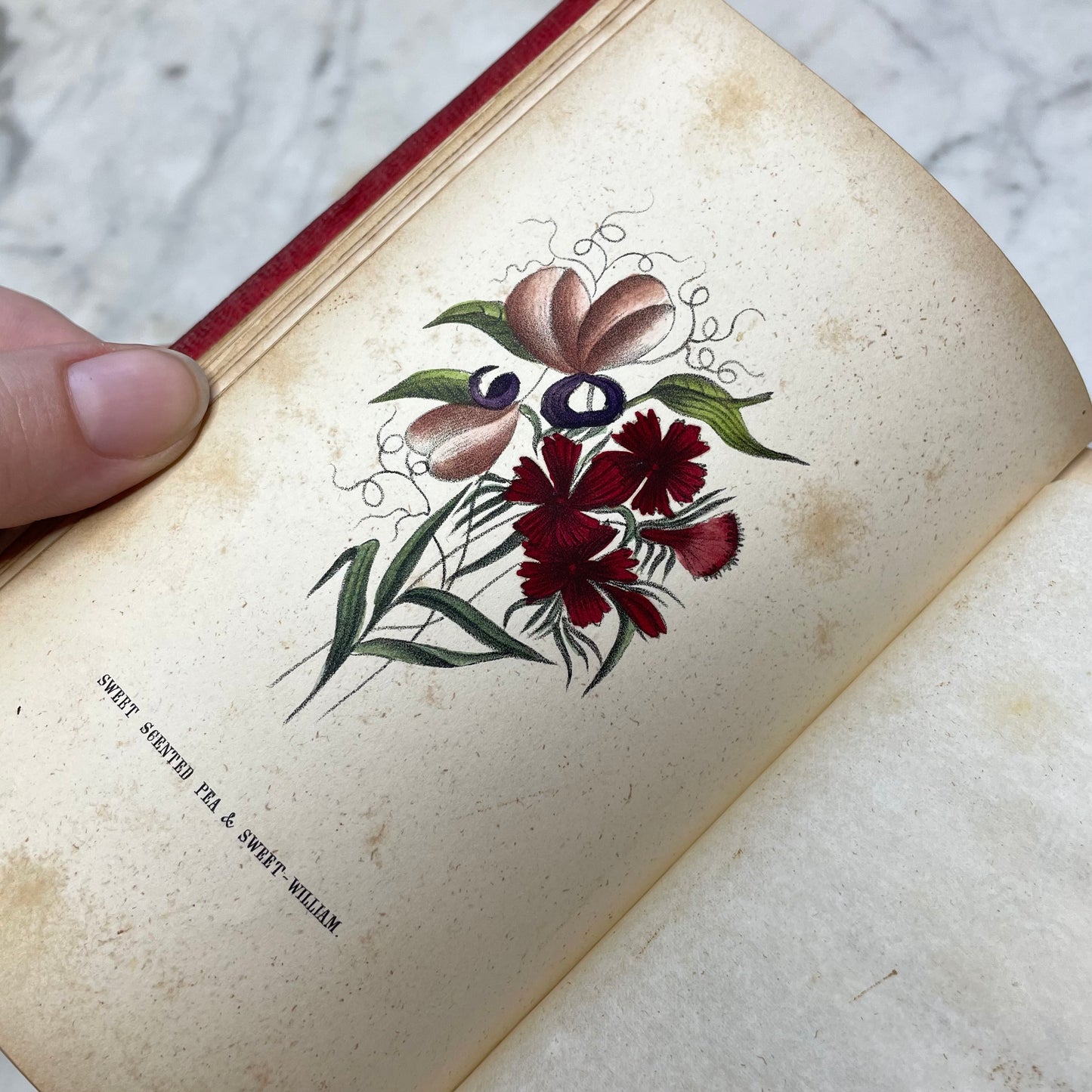Floral Forget Me Not| The Language of Flowers | 1854