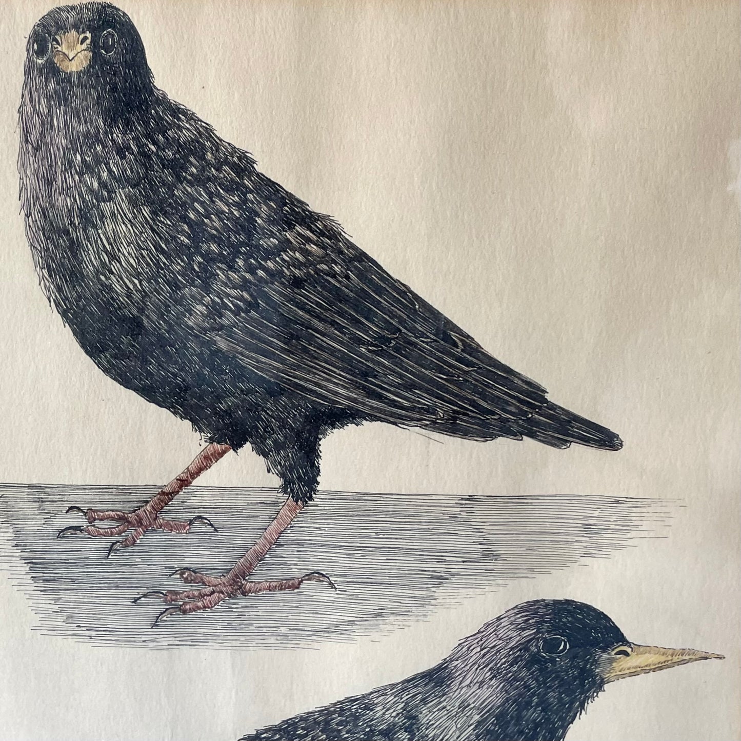 Two Views of a Starling | Vintage Pen & Ink Drawing | H.M.G. Shapero