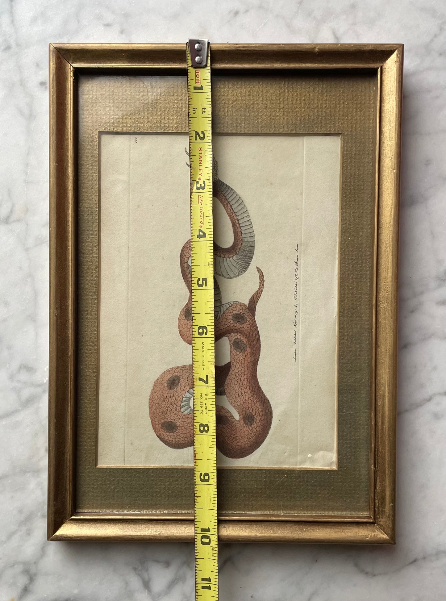 18th Century Snake Print | Saharan Horned Viper