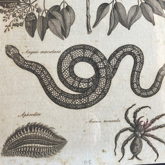 Antique Snake & Tarantula Engraving | 1805 | Andrew Bell