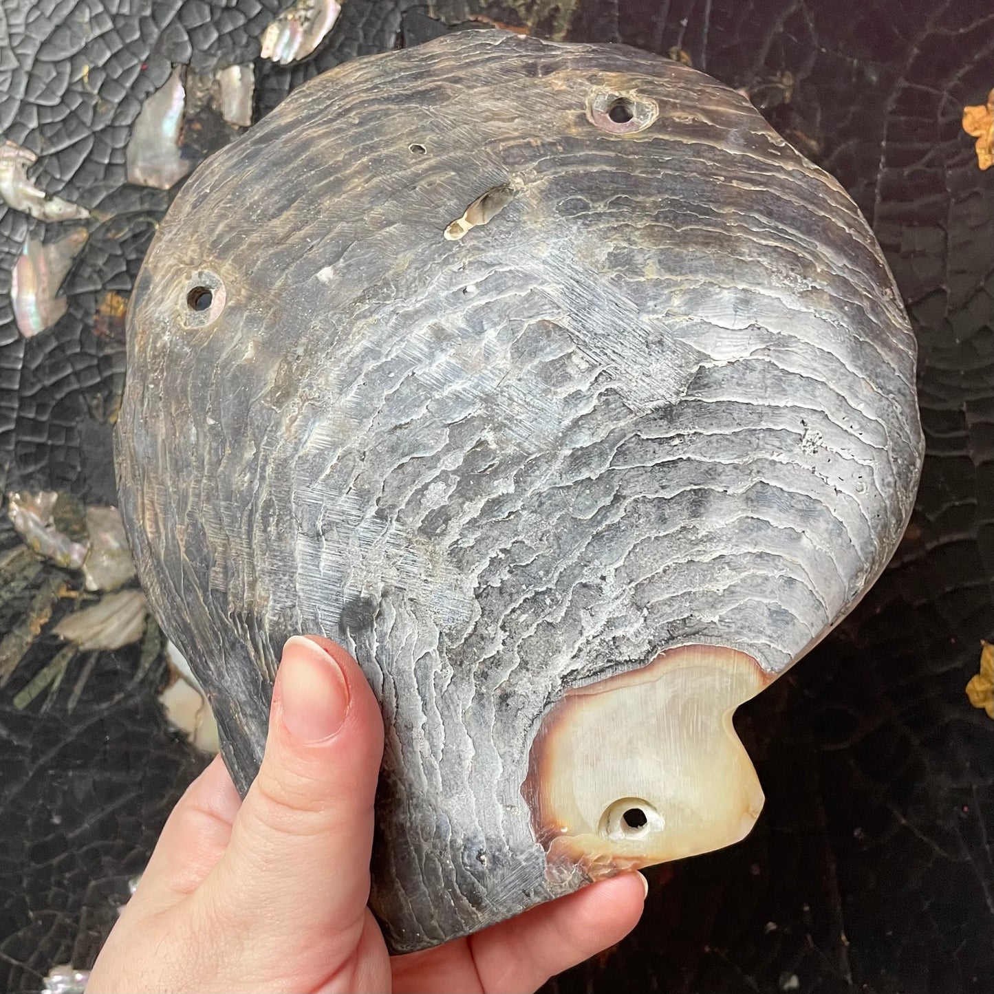 Vintage Mother of Pearl Shell