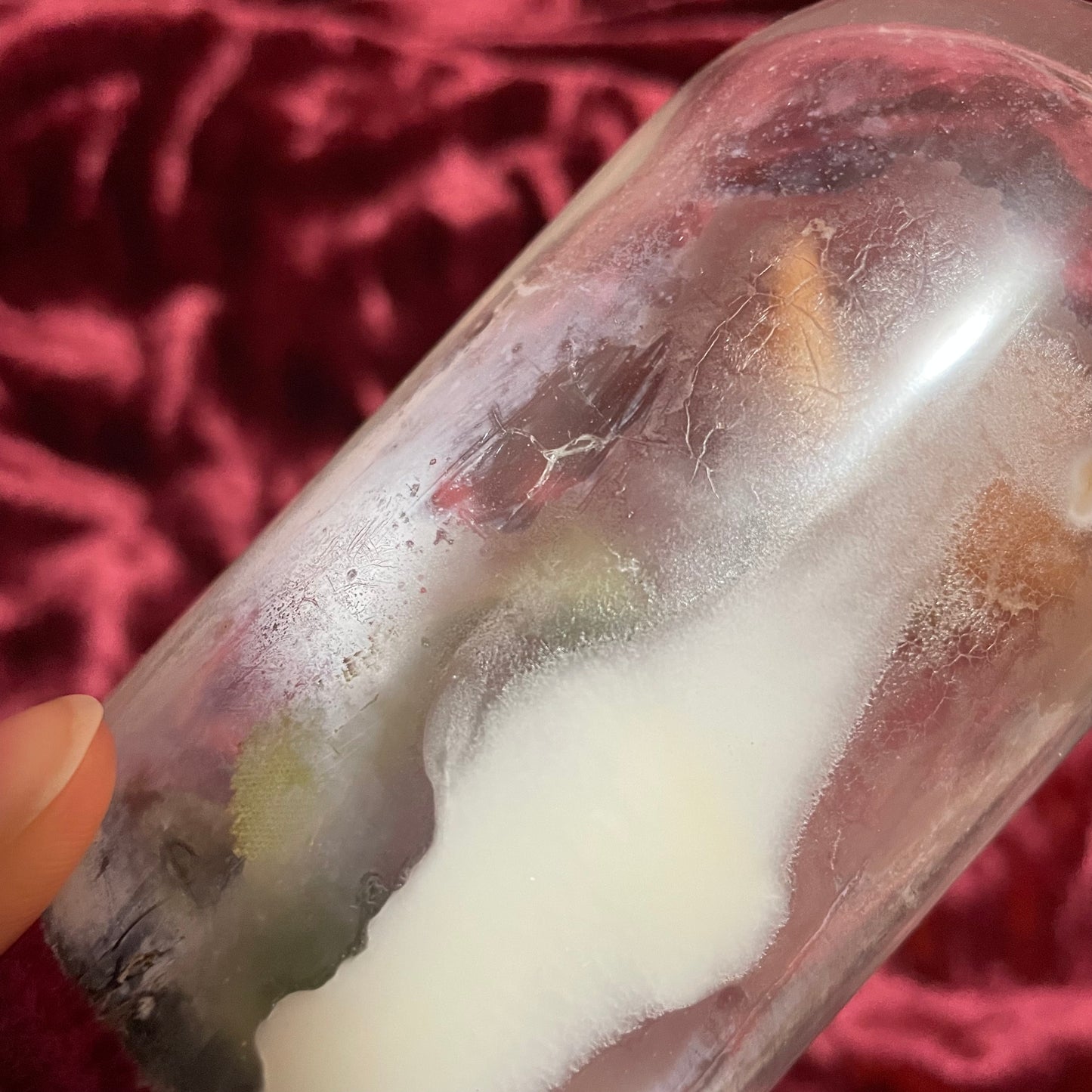 Antique Wax Rose under Glass Dome