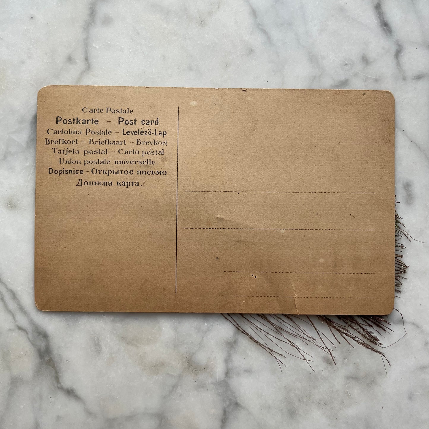 Antique Peacock Feather Postcard