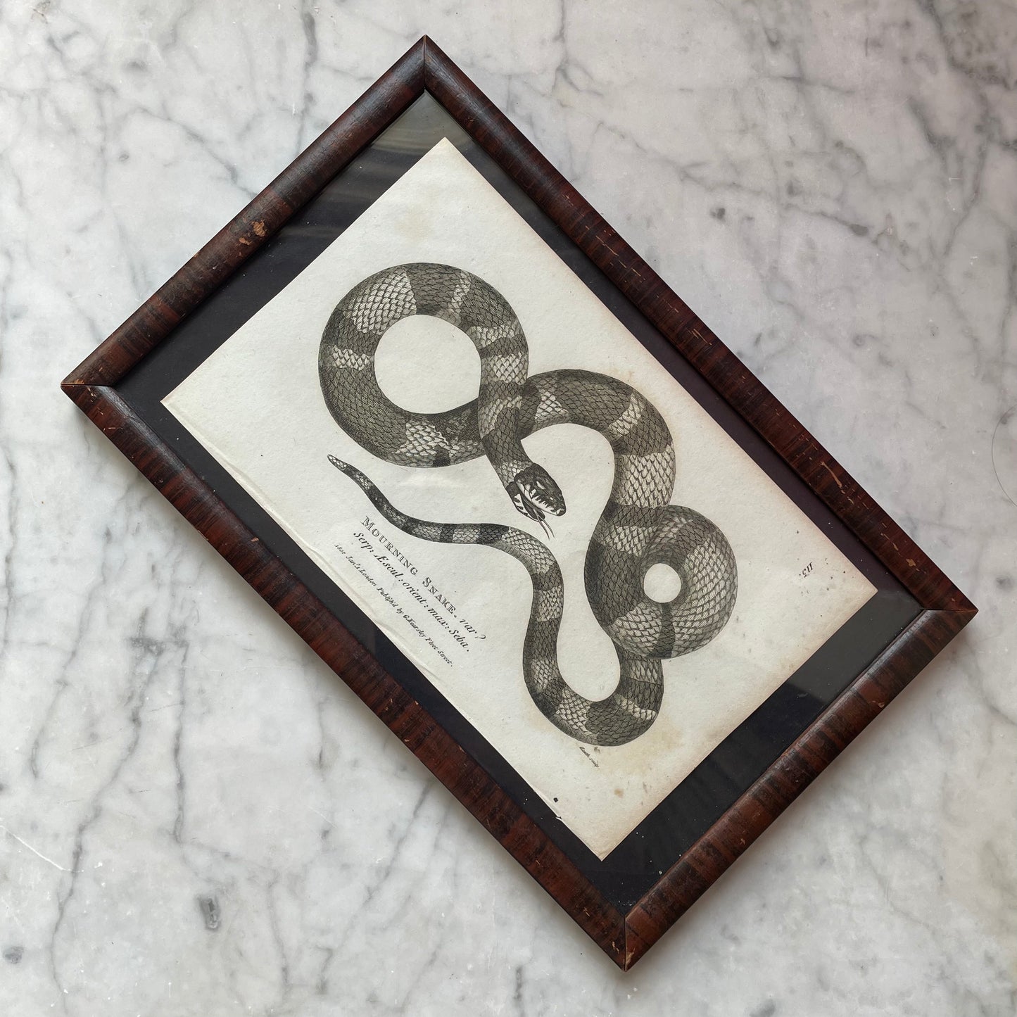 Mourning Snake | 1802 Framed Print