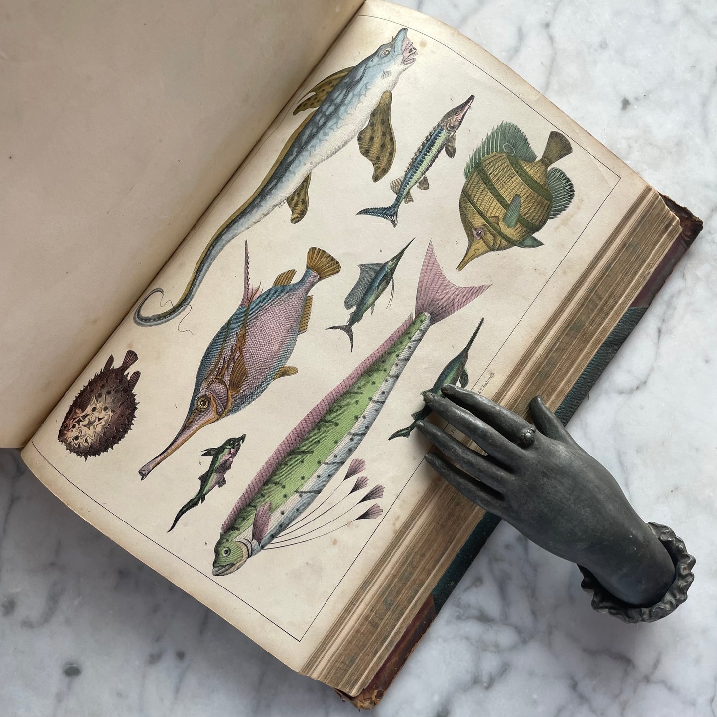 Goldsmith’s Animated Nature | Vol. II