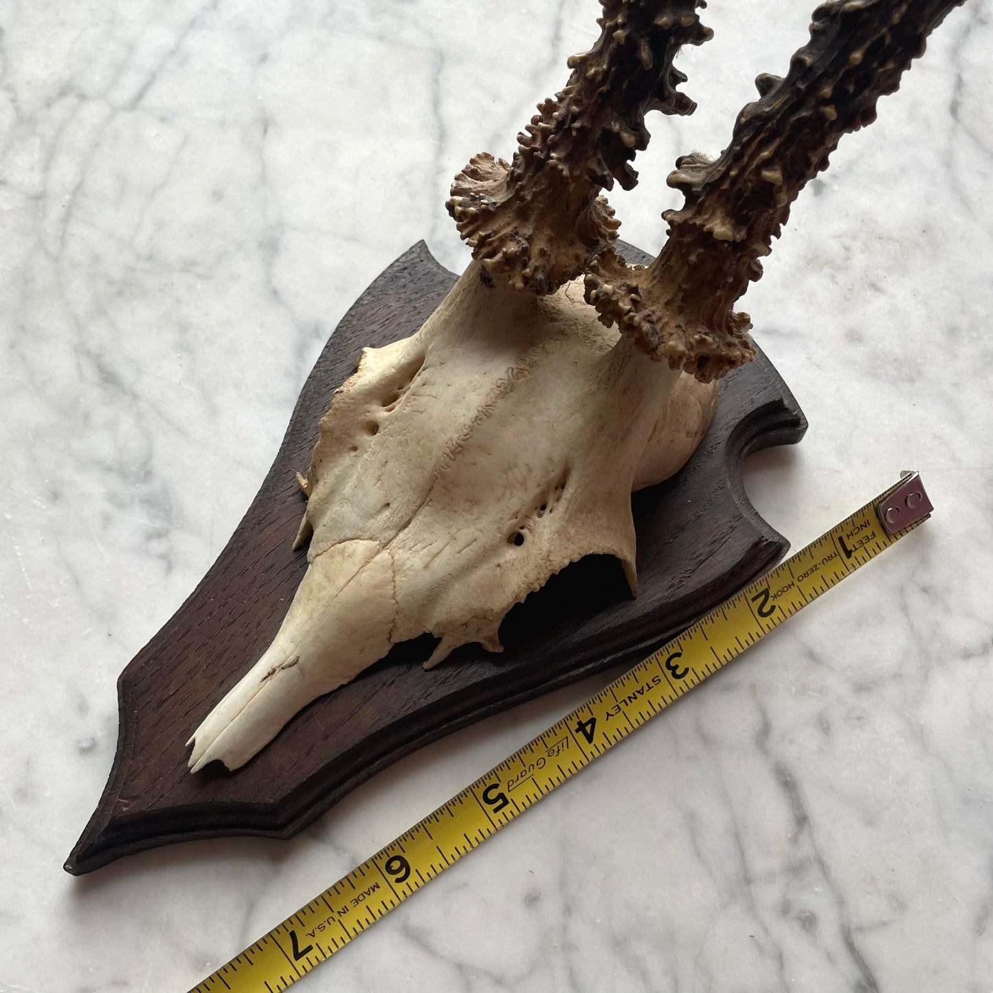 Antique Black Forest Roe Deer Antler Trophy