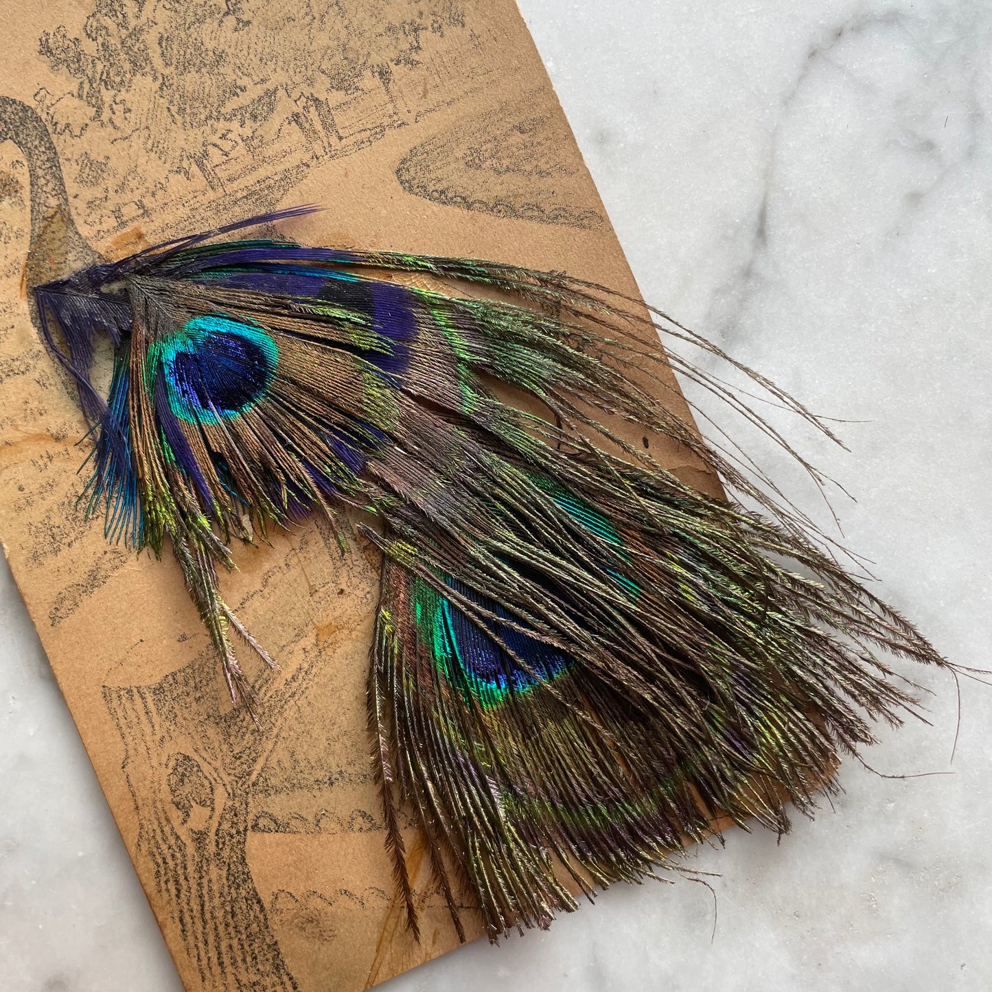 Antique Peacock Feather Postcard