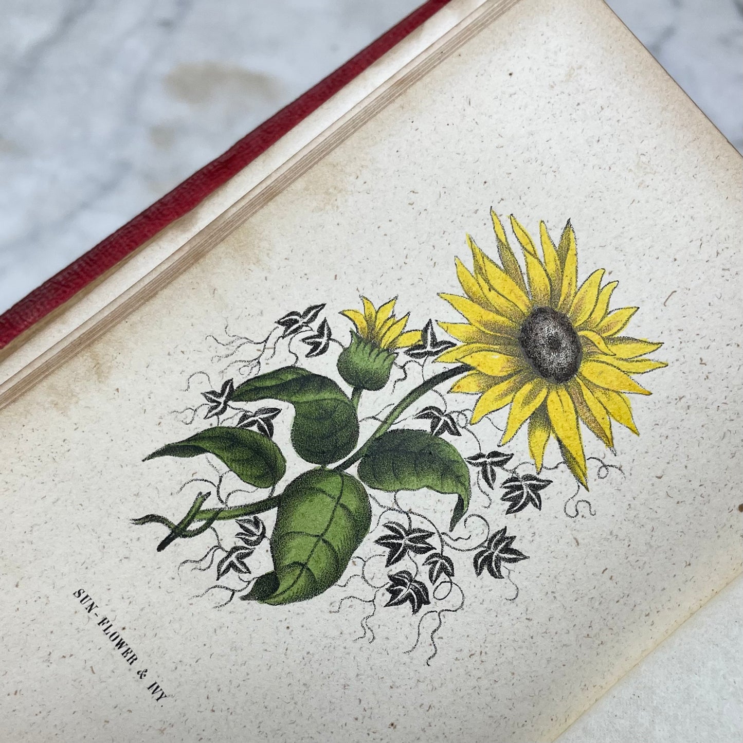 Floral Forget Me Not| The Language of Flowers | 1854