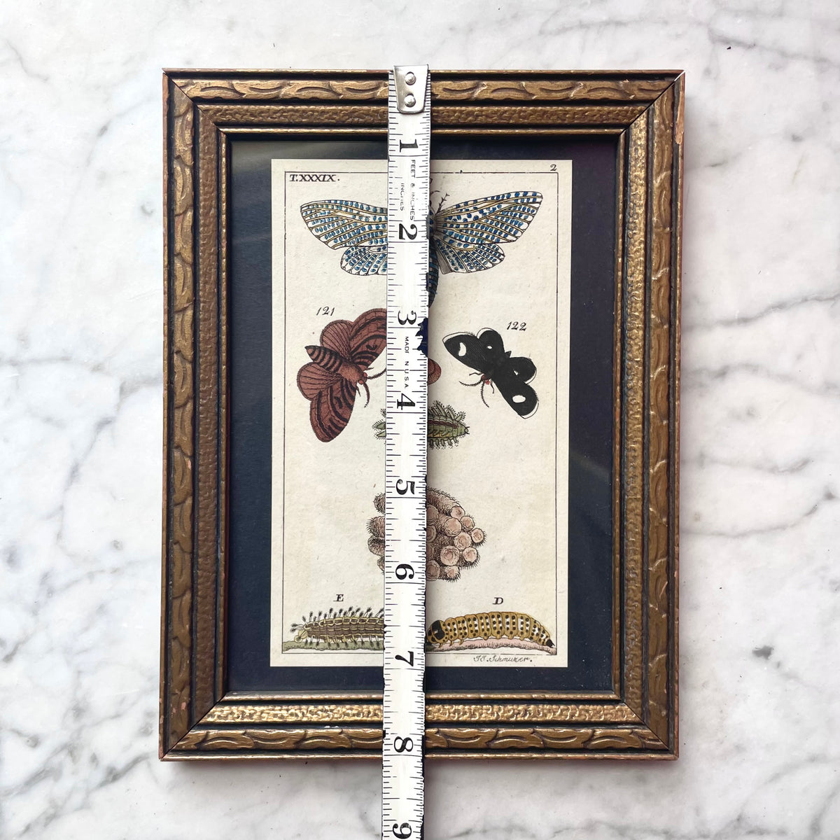 Antique Hand Colored Leopard Moth Print | Gottlieb Tobias Wilhelm | 1790s-1810