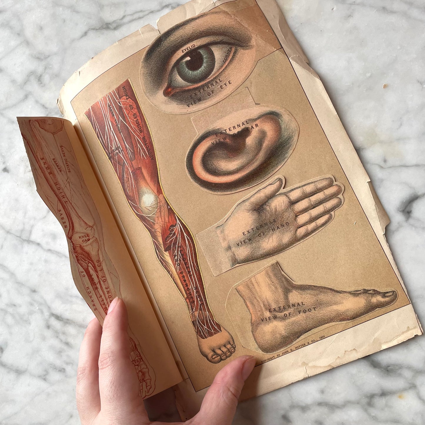 Victorian Medical Diagrams