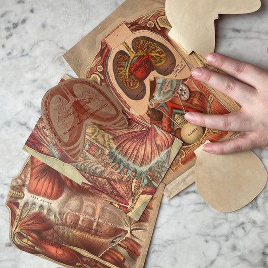 Victorian Medical Diagrams
