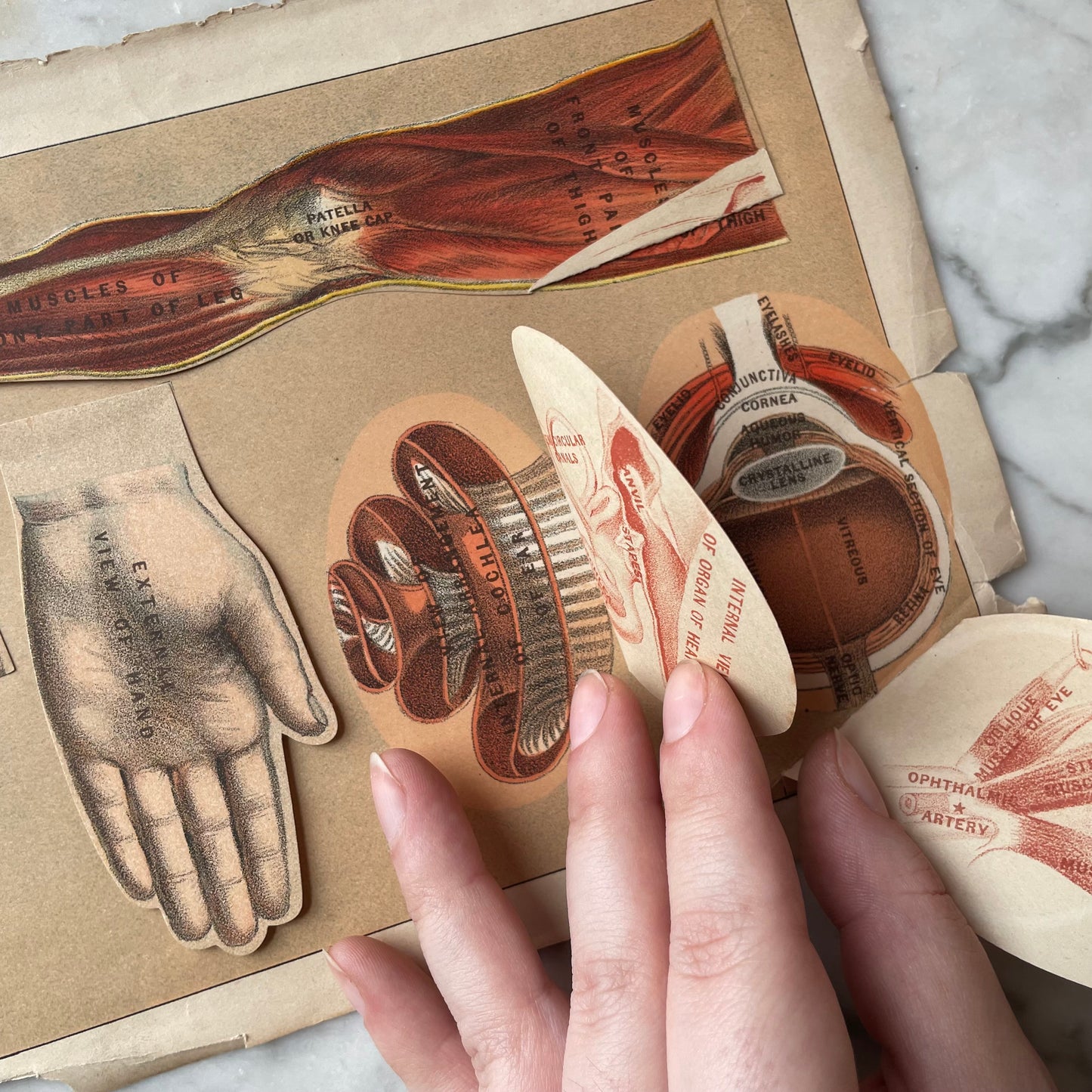 Victorian Medical Diagrams