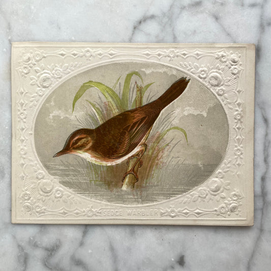 Victorian Bird Trade Card | Sedge Warbler