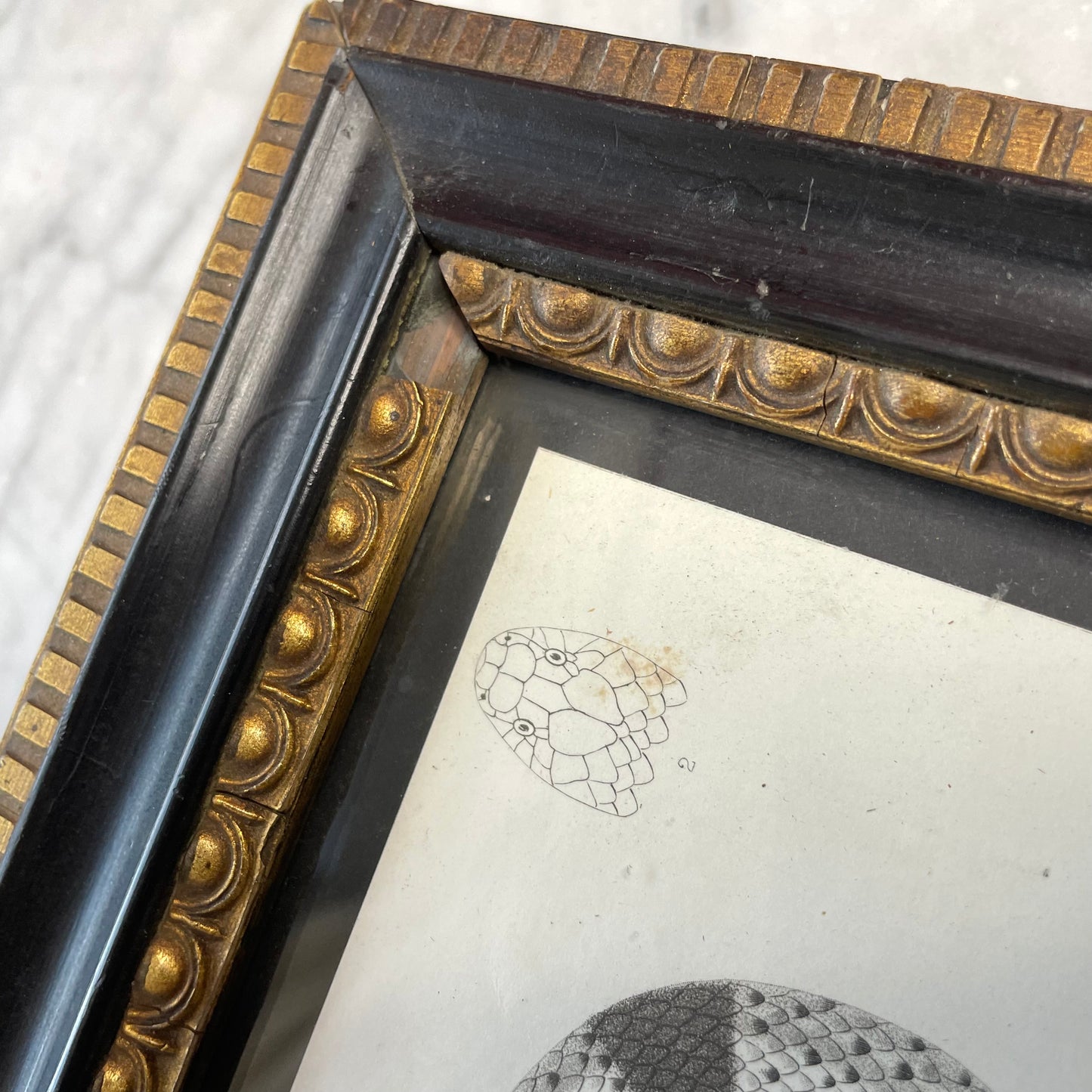 Antique Framed Snake Print