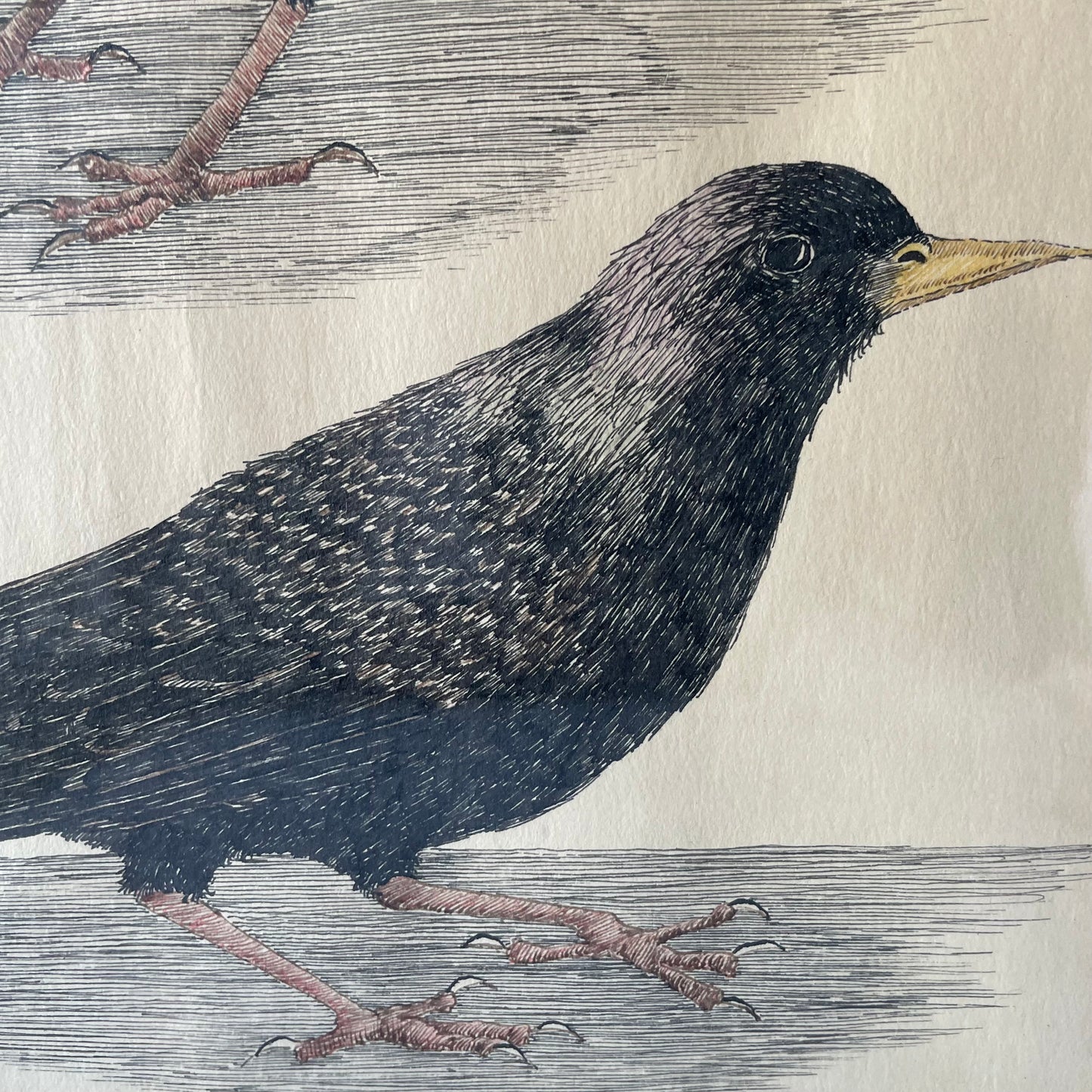 Two Views of a Starling | Vintage Pen & Ink Drawing | H.M.G. Shapero
