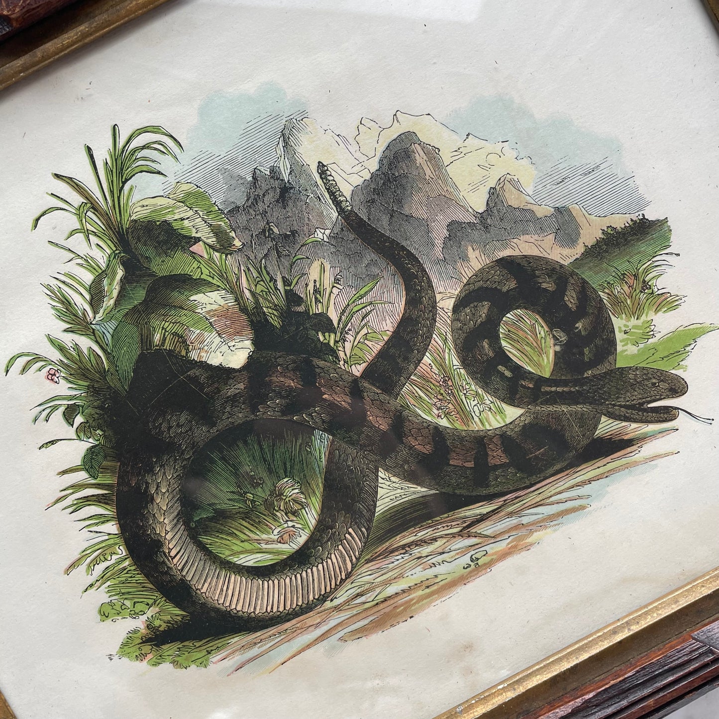 Victorian Snake Print
