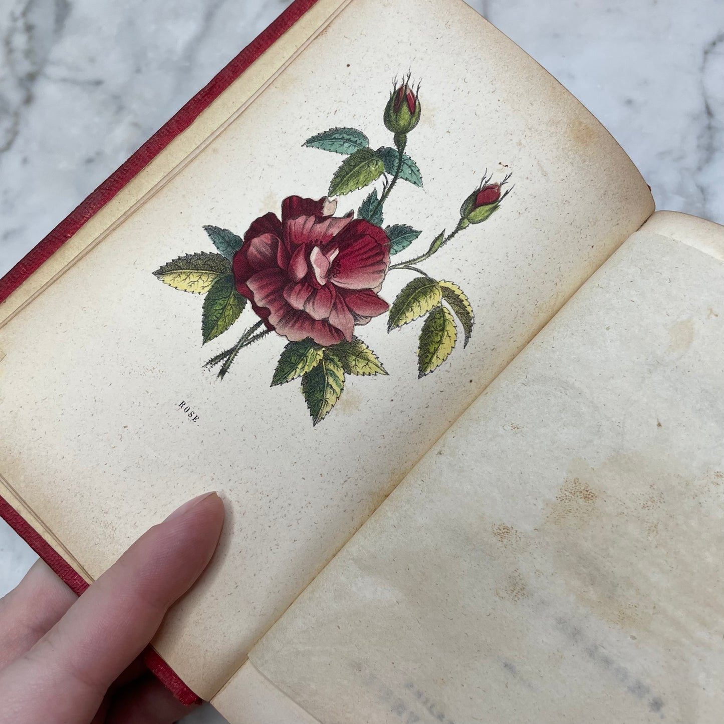 Floral Forget Me Not| The Language of Flowers | 1854
