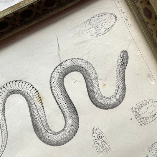 Victorian Snake Print