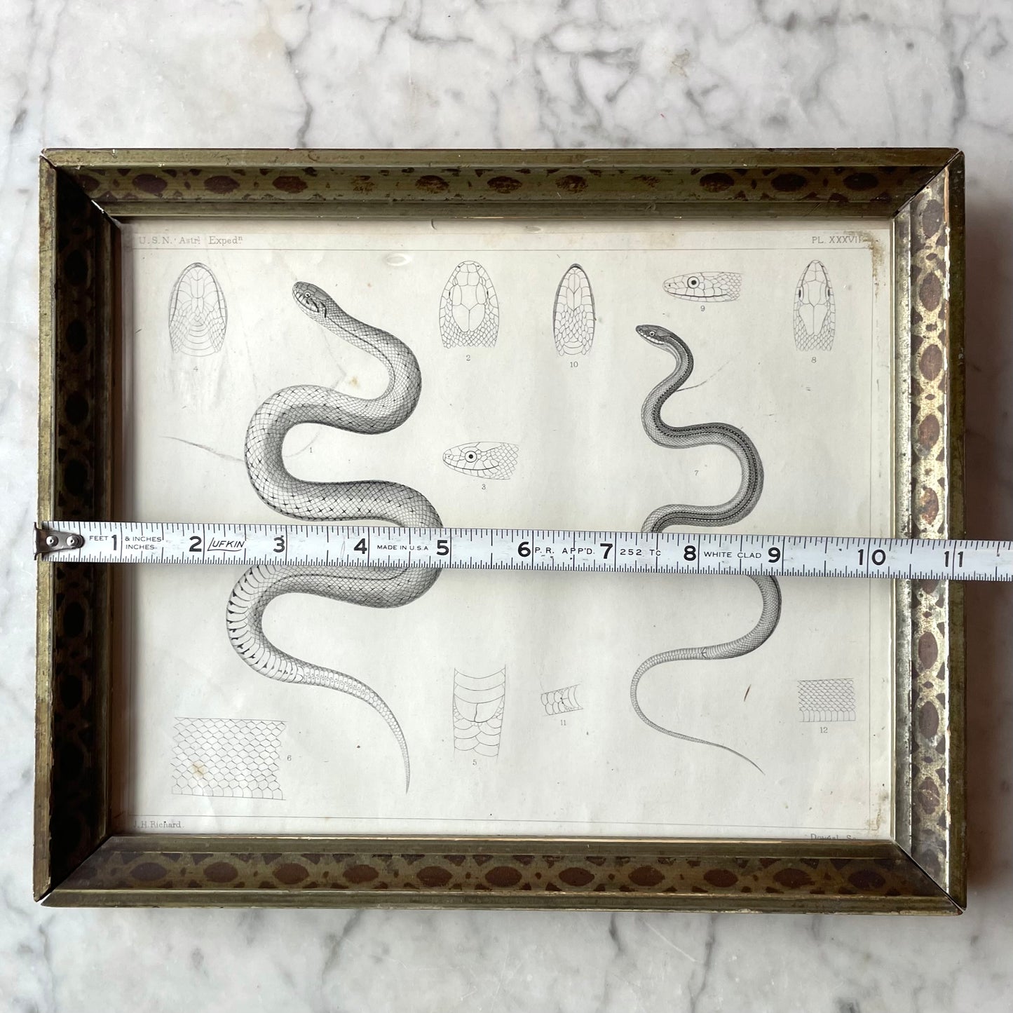 Victorian Snake Print