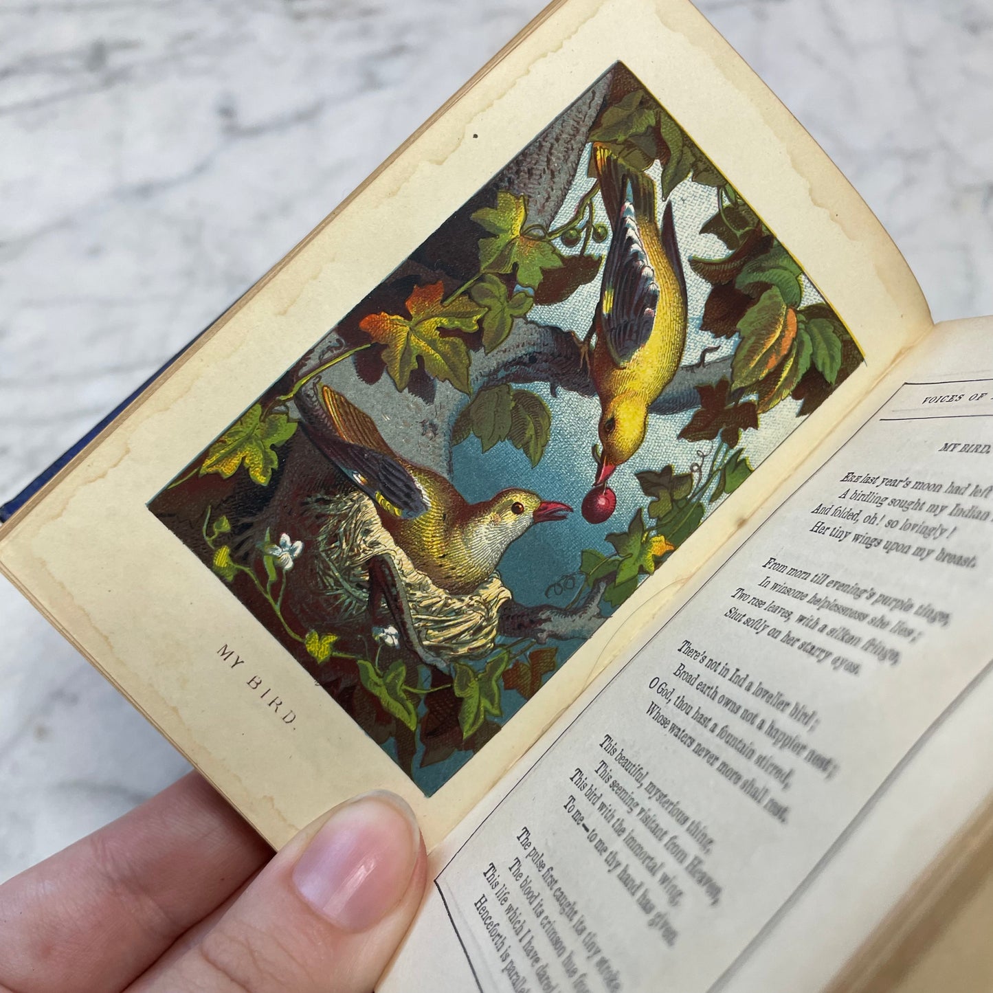 Voices from Heart & Home, 1856 | An Offering of Love from Many Voices