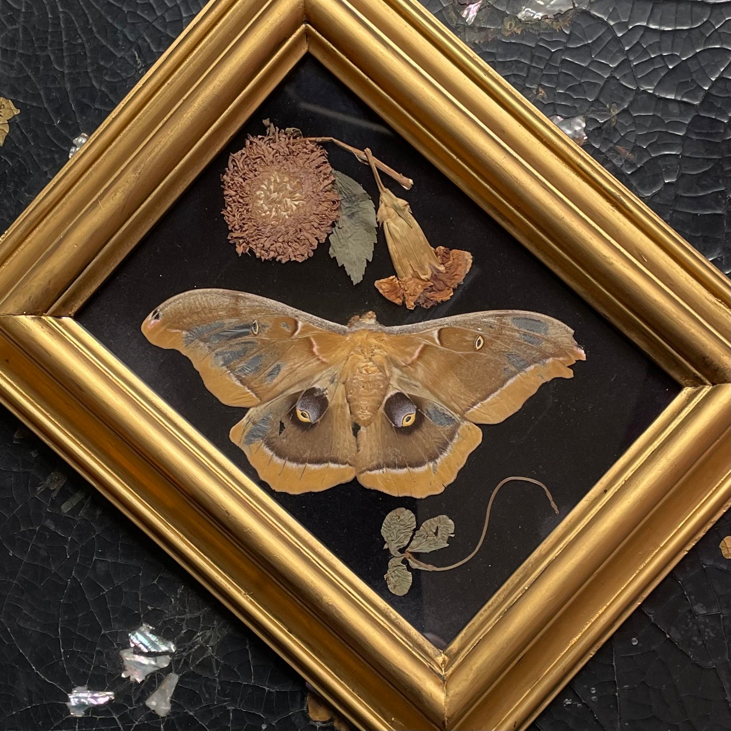 Framed Moth & Flowers