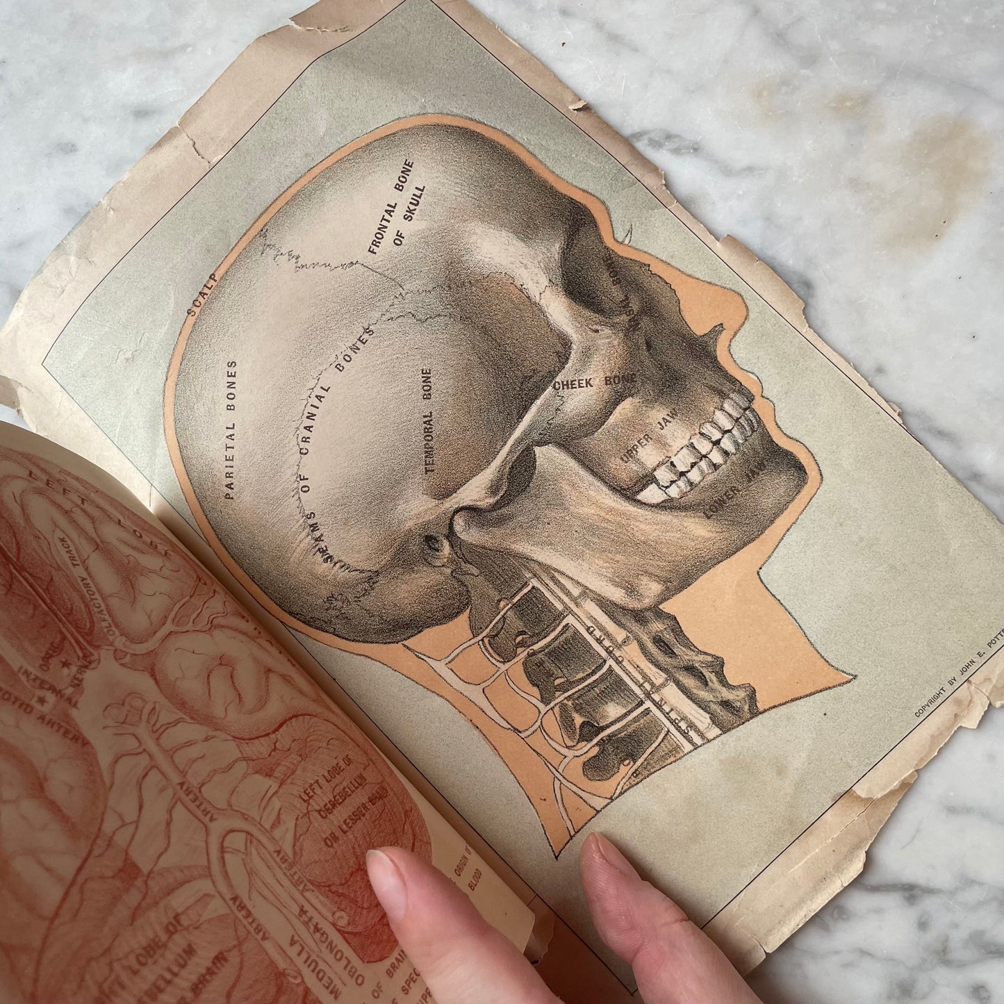 Victorian Medical Diagrams