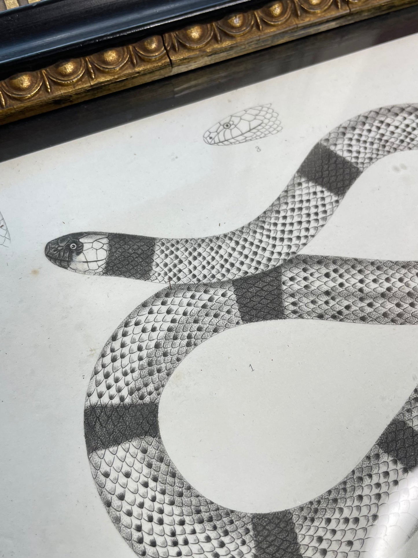 Antique Framed Snake Print