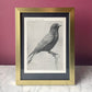 American Crow | Vintage Framed Print