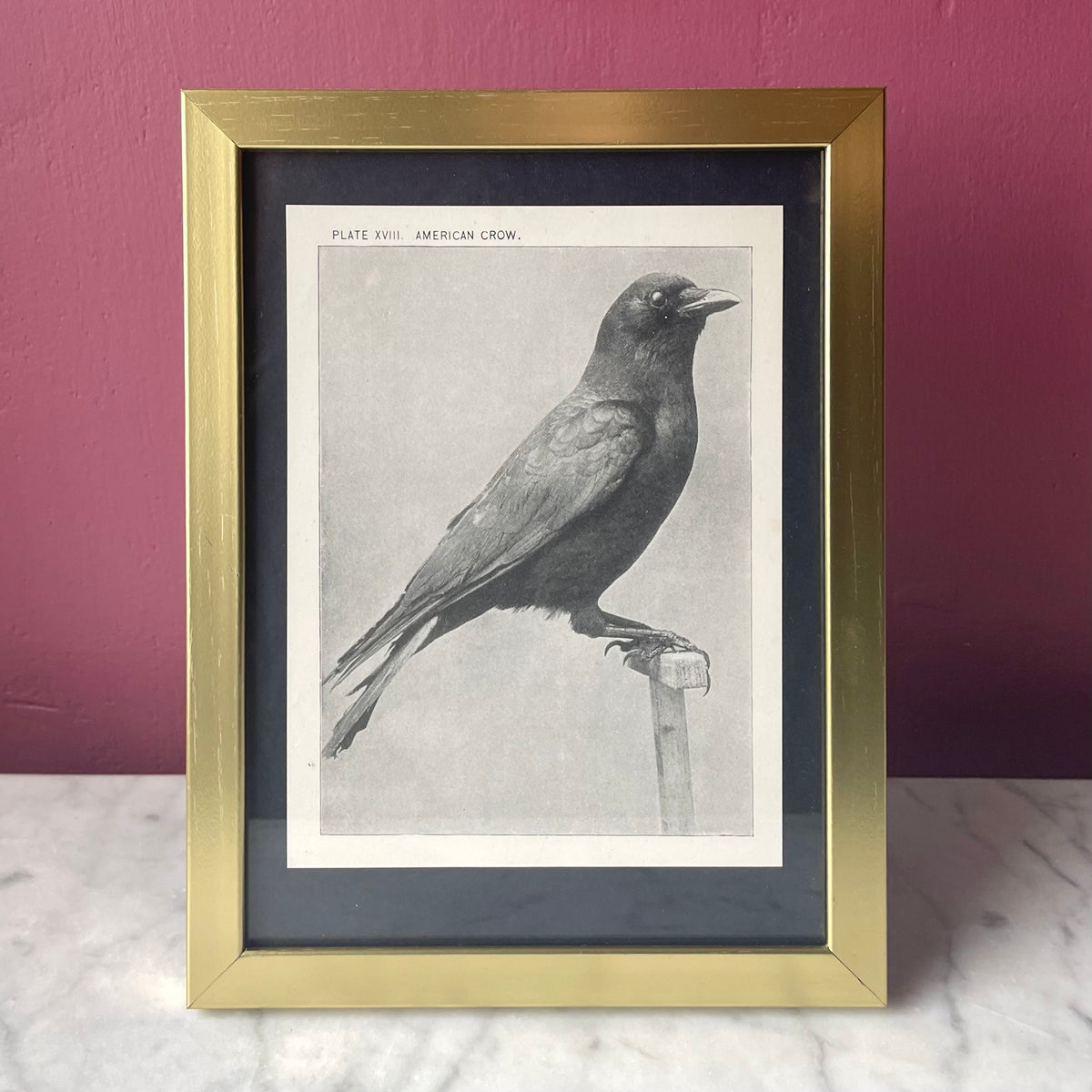 American Crow | Vintage Framed Print