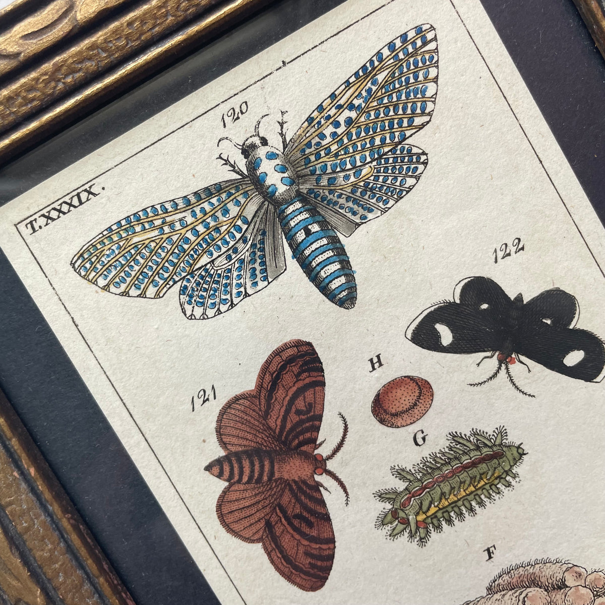 Antique Hand Colored Leopard Moth Print | Gottlieb Tobias Wilhelm | 1790s-1810