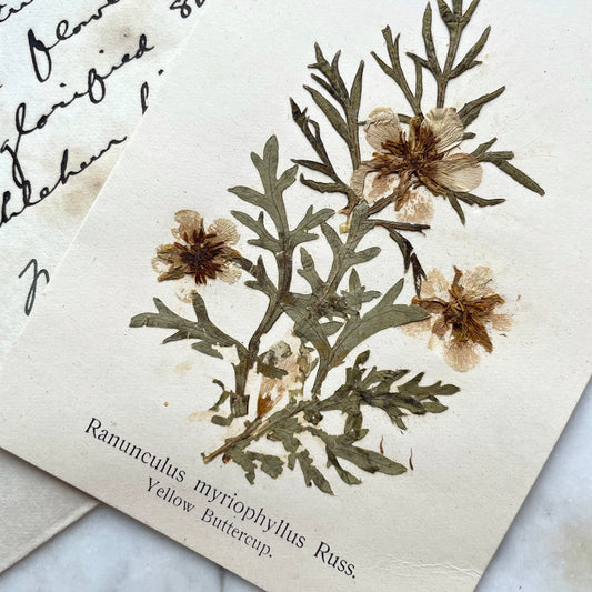 Pressed Flowers from the Holy Land | Yellow Rununculas