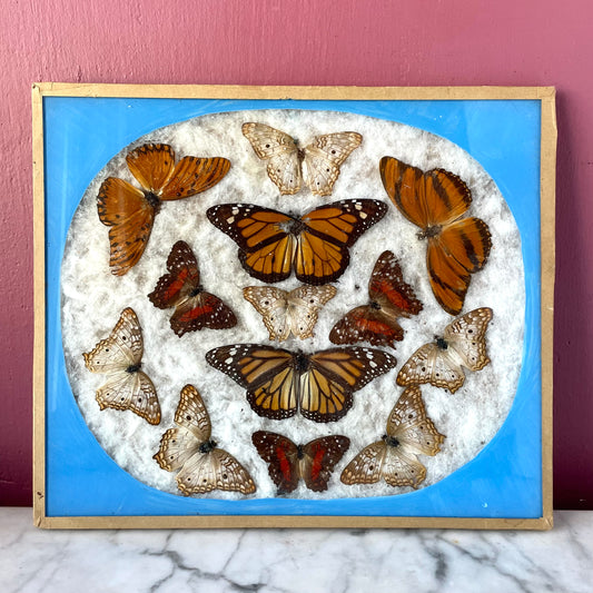 Vintage Butterfly Assemblage