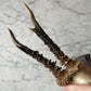 Antique Black Forest Roe Deer Antler Trophy