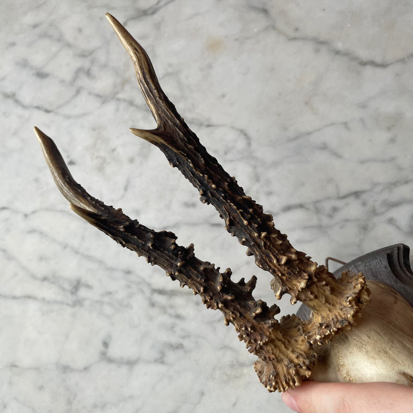 Antique Black Forest Roe Deer Antler Trophy