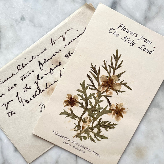 Pressed Flowers from the Holy Land | Yellow Rununculas