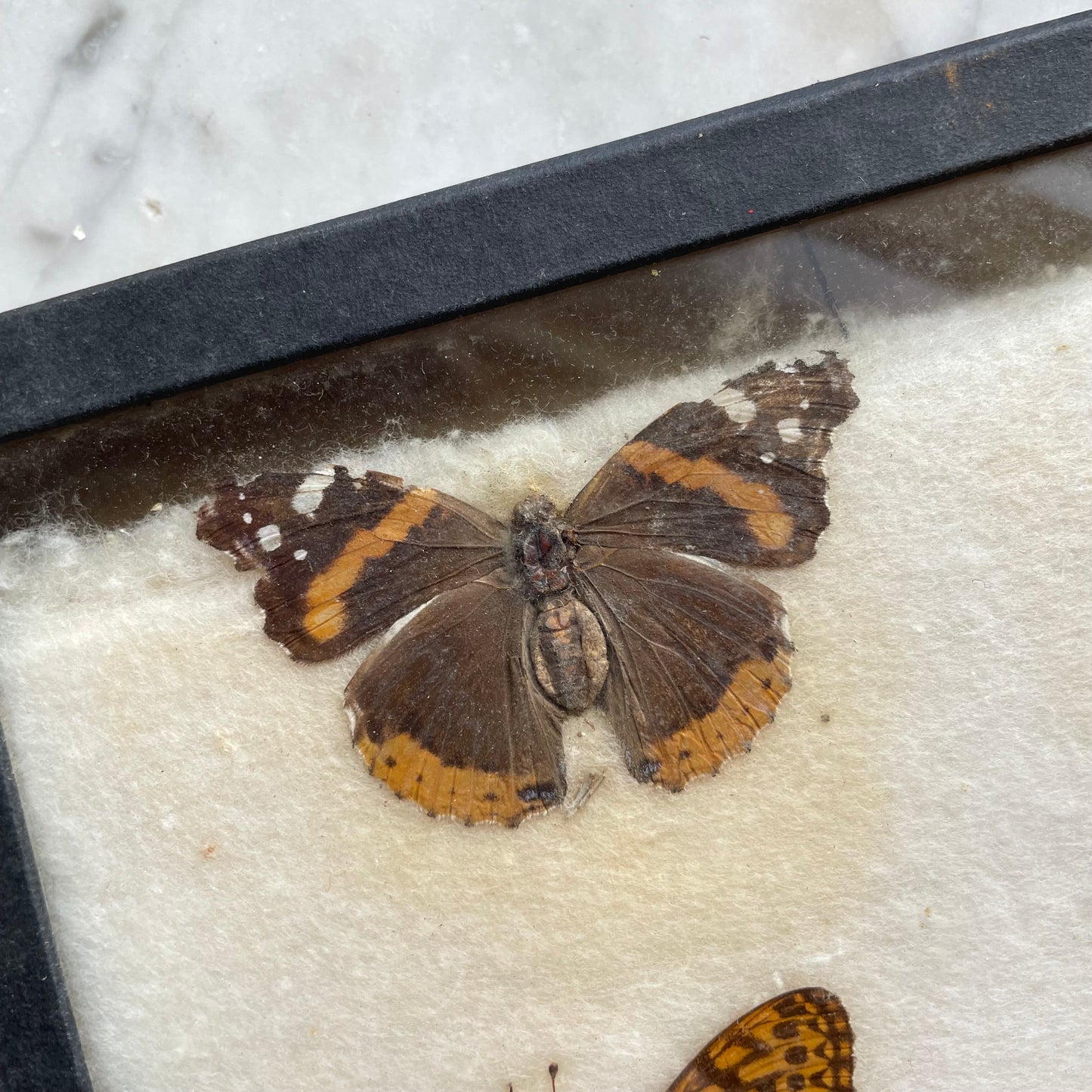 Butterfly Specimens | Vintage Riker’s Case